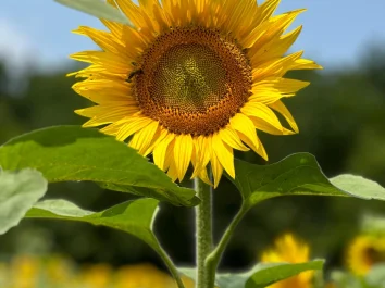 Close-up of a bright sunflower symbolising growth, warmth and positivity