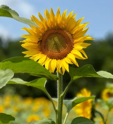 Close-up of a bright sunflower symbolising growth, warmth and positivity